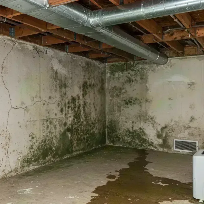 Professional Mold Removal in New London, MO